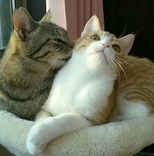 出所：@mero627puri914