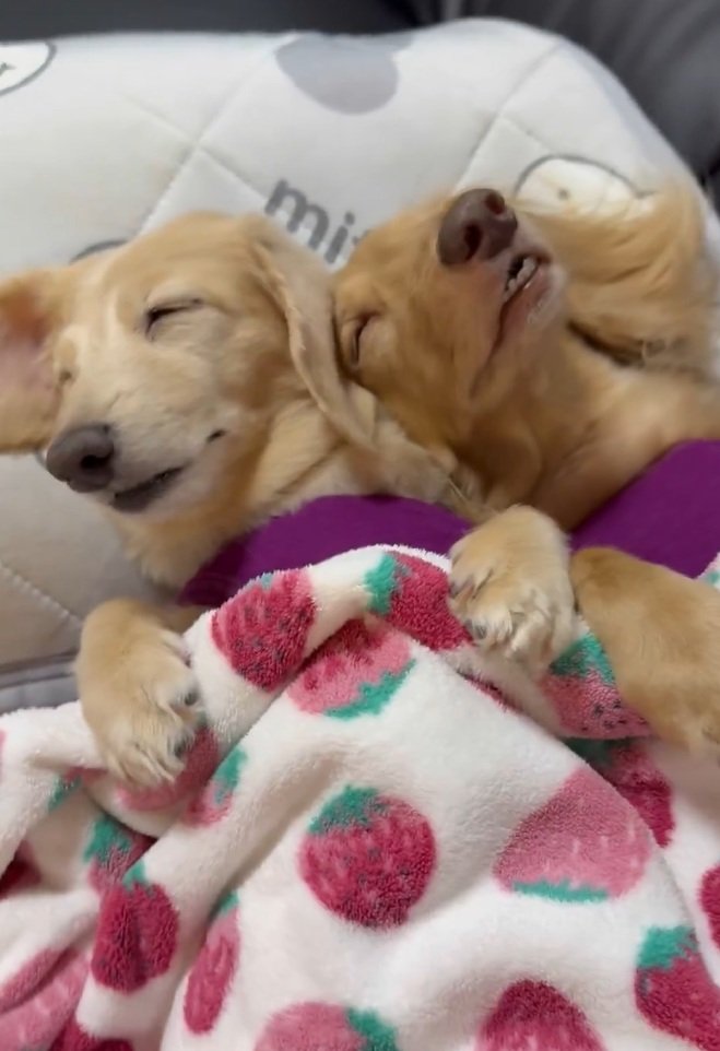 出所：@siawase1717