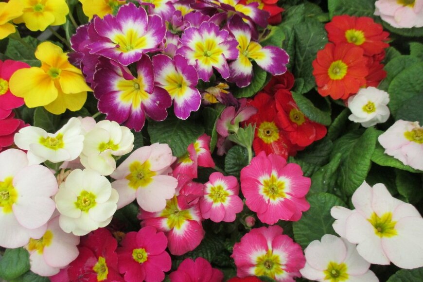 KUMA-MON/shutterstock.com