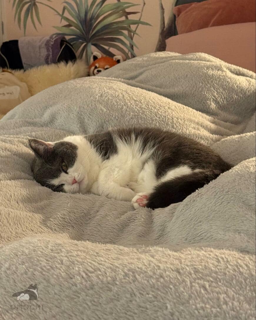 出所：@omochiomoching