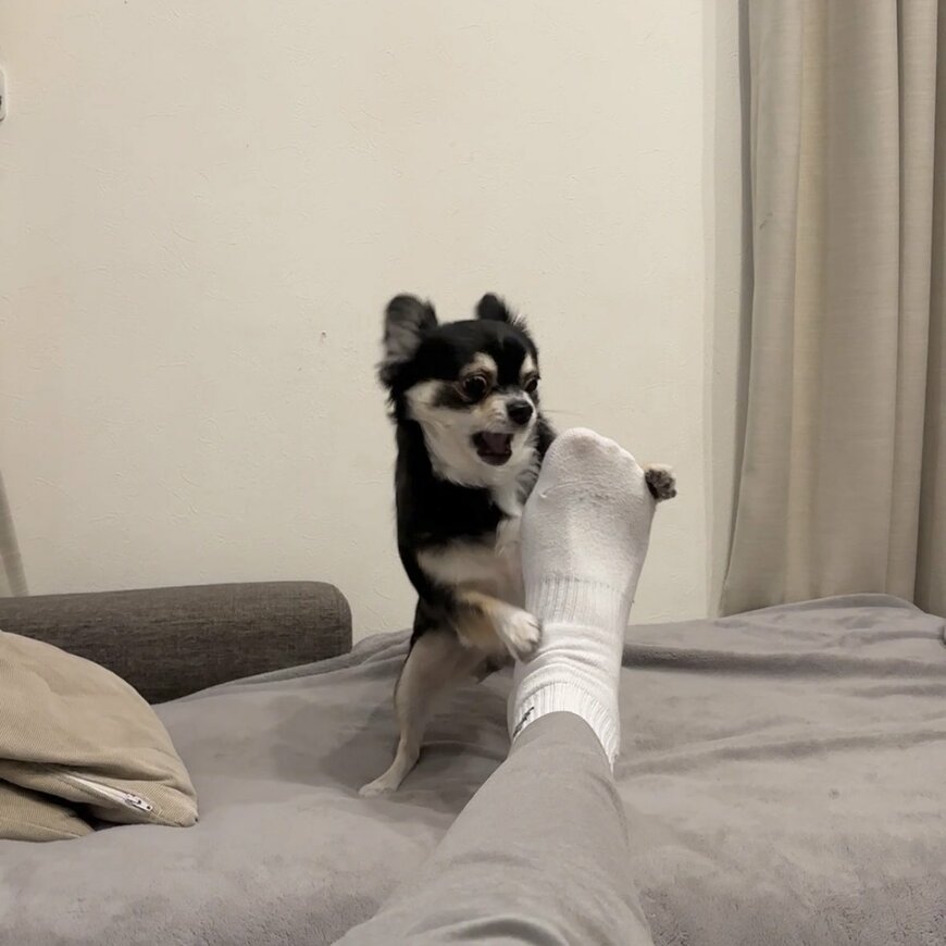 出所：@gomachihuahua