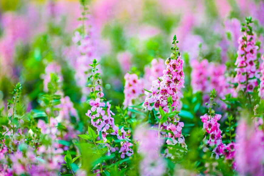 アンゲロニア　　Ratana21/istockphoto.com