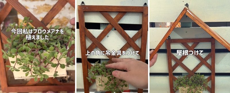 出所：＠taniku_succulents_life