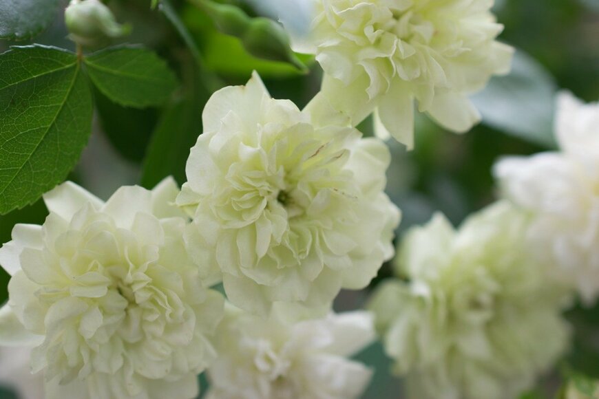 shzumo/istockphoto.com