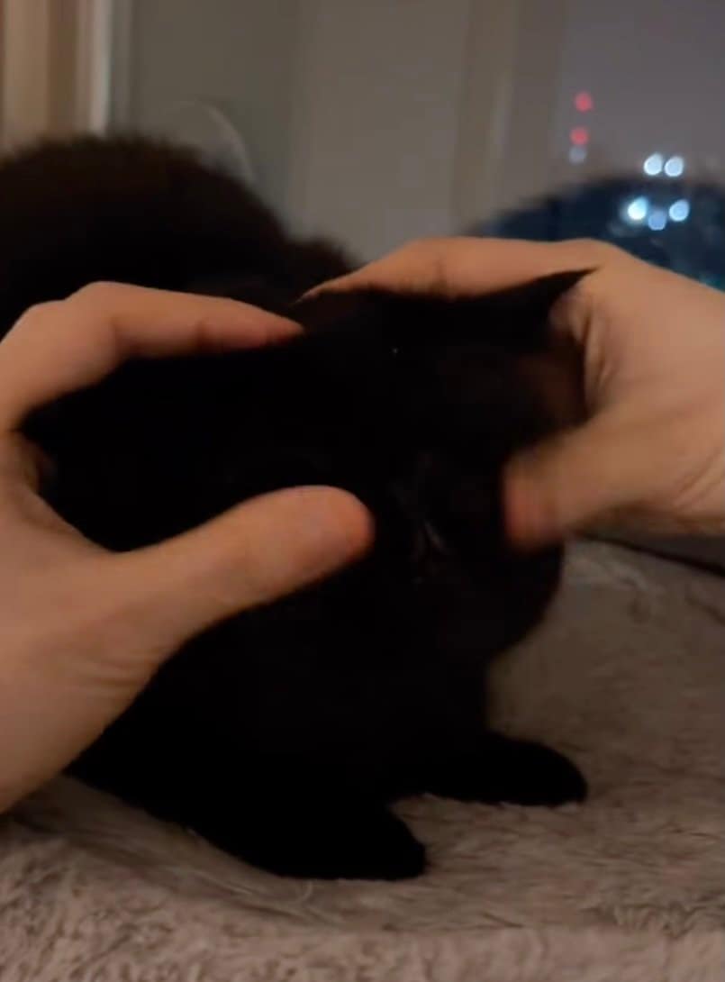 出所：@kotetsu_0420