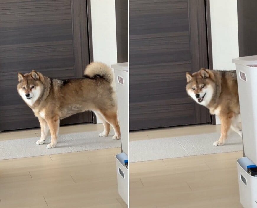 出所：@shibainu_hanazu