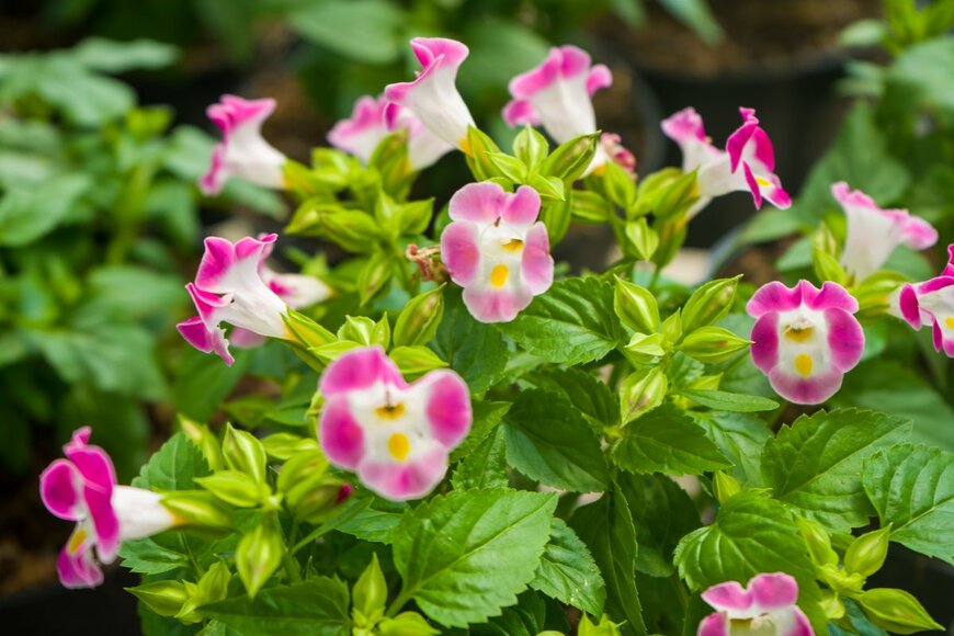 Fajar Tri Amboro/shutterstock.com