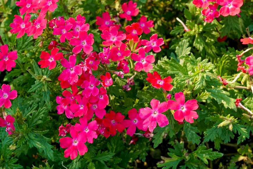 TA-Y/Shutterstock.com