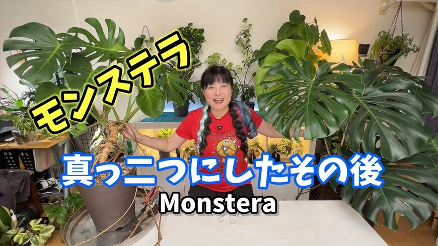 【ビフォーアフター】種から育てた160cmモンステラを真っ二つにカット！11ヶ月後の立派な姿に驚き