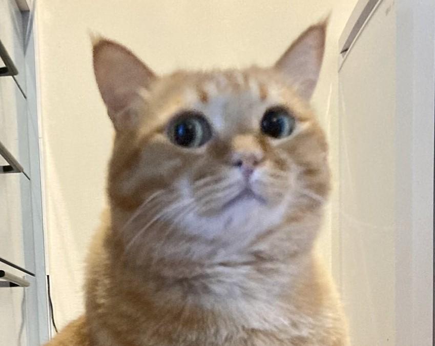 出所：@kagisuzu0531