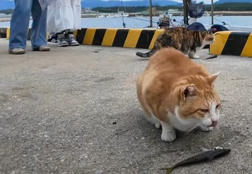 「き、気まずいニャン…」漁港で魚を食べる猫ちゃんを見たい人たち　思わぬ人気ぶりに猫ちゃんもびっくり