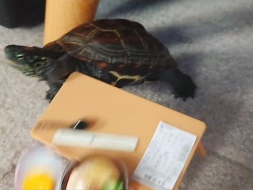 出所：＠kusa.kame.gunso