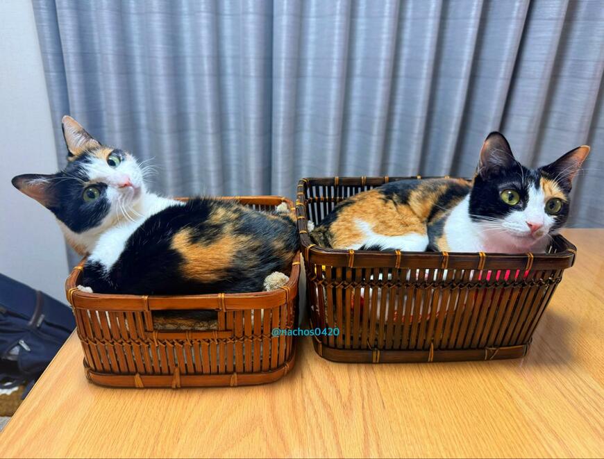 保護猫の姉妹が一緒にいるところをよく見ると→亀の親子そっくりな姿に笑いが止まらない