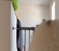 出所：@Livewithhusky