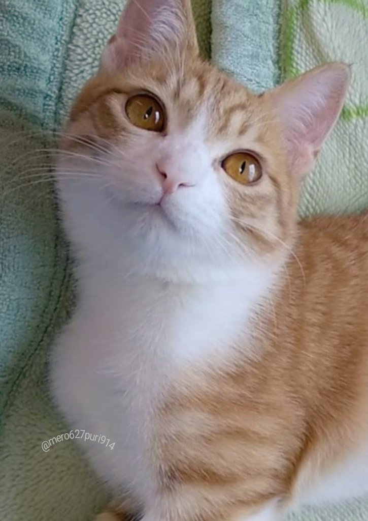 出所：@mero627puri914 