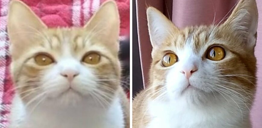 出所：@mero627puri914