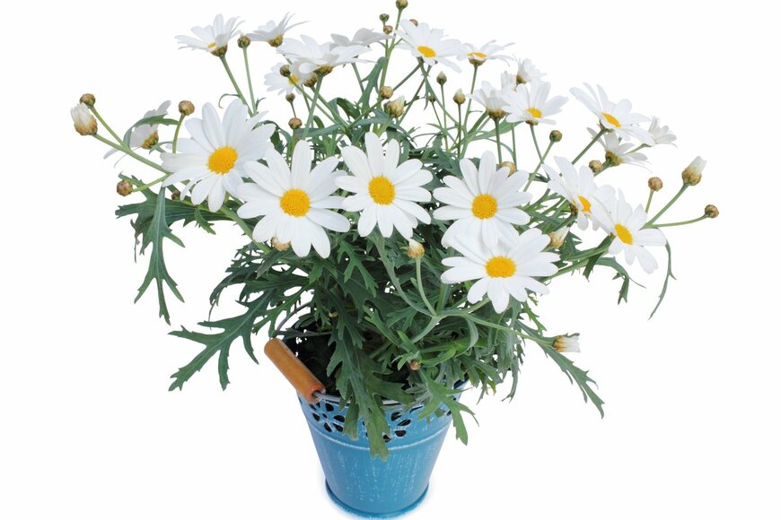 Olaf Simon/Shutterstock.com