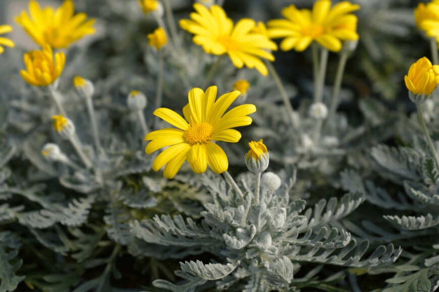 Nahhana/shutterstock.com