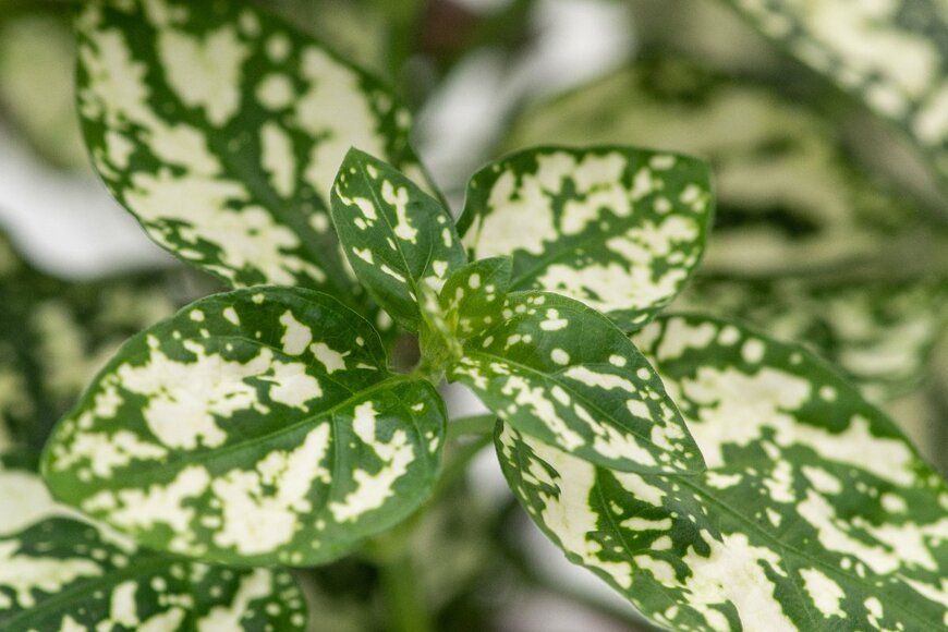 faferek/shutterstock.com