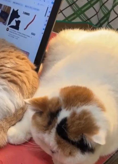 パソコンを邪魔する猫