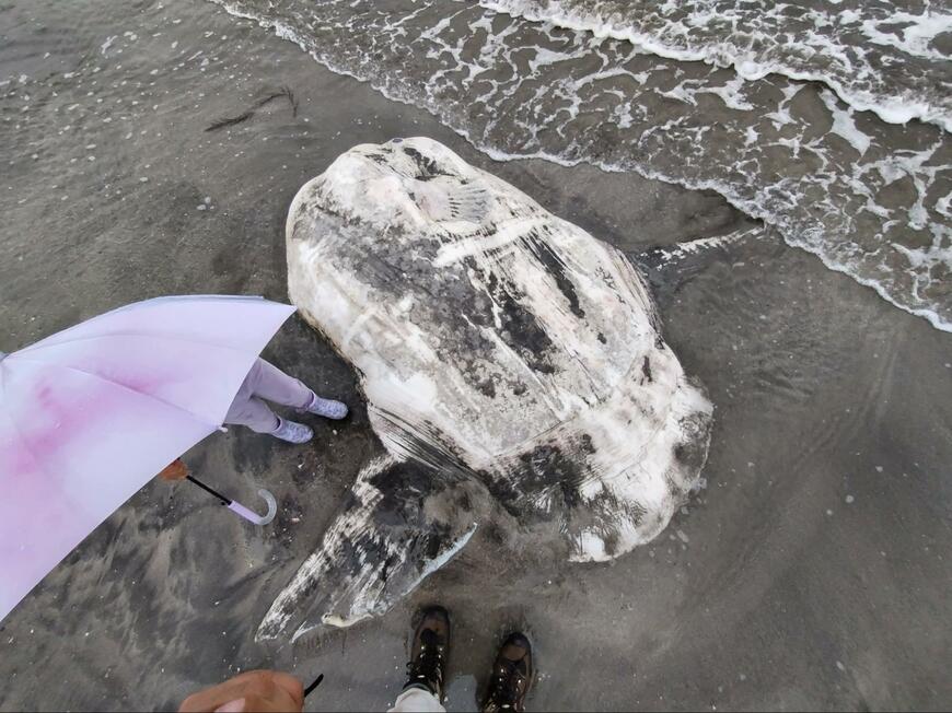 海辺の海岸で撮影された1枚