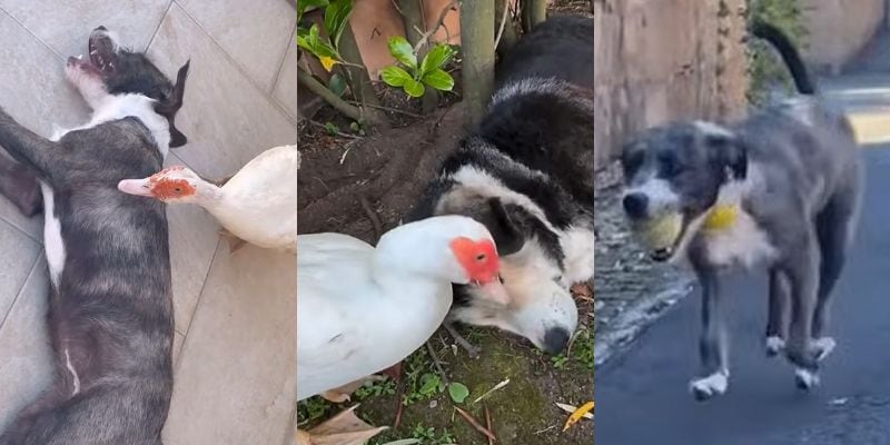 アヒルに寄り添われて元気になった姿