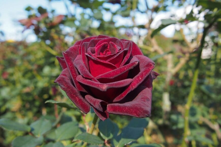 赤黒い色のバラの花
