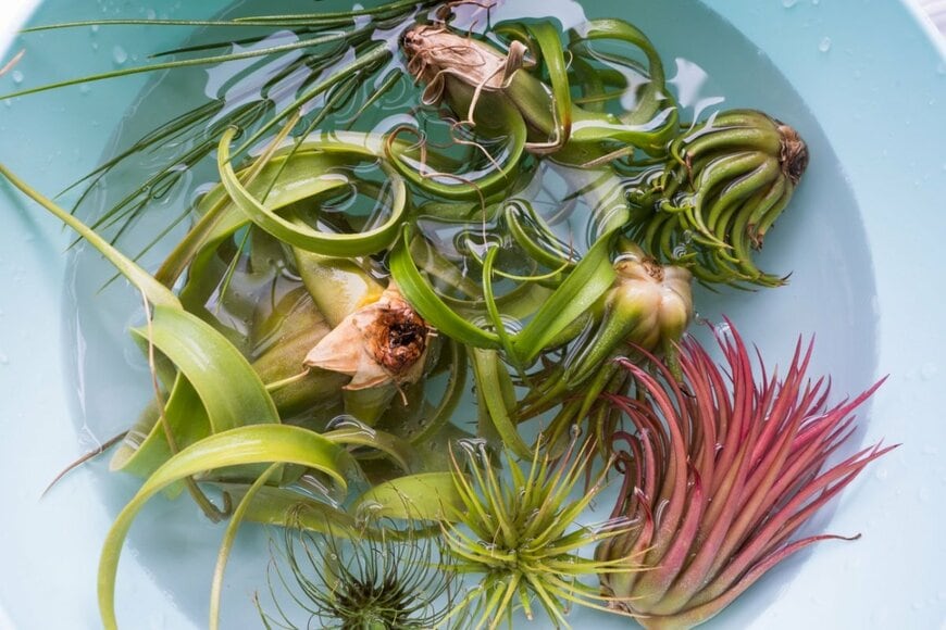 水につけられているエアプランツの苗