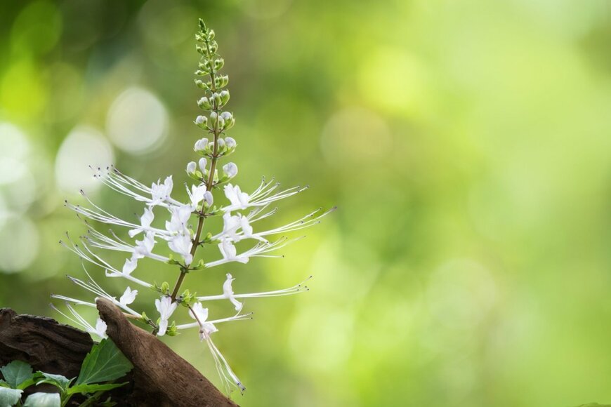 白い花を穂状に咲かせているネコノヒゲ。すっと伸びた雄しべと雌しべが猫のヒゲのように見える