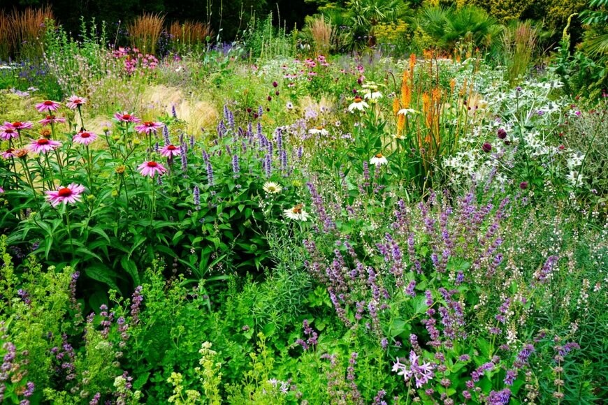 色とりどりの花が咲いているナチュラルガーデン