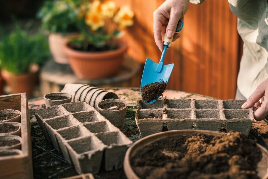 生分解性紙苗トレイに土を入れて種まきする様子
