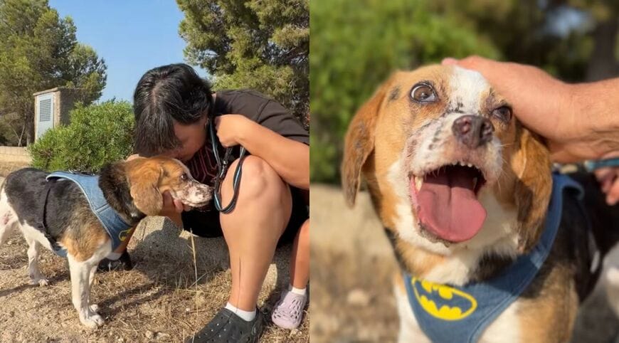 出所：<u><a href="https://www.youtube.com/watch?v=dywJ_KjeNgs" target="_blank">@ExtremeAnimalRescue</a></u>