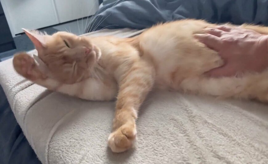 投稿動画のワンシーン