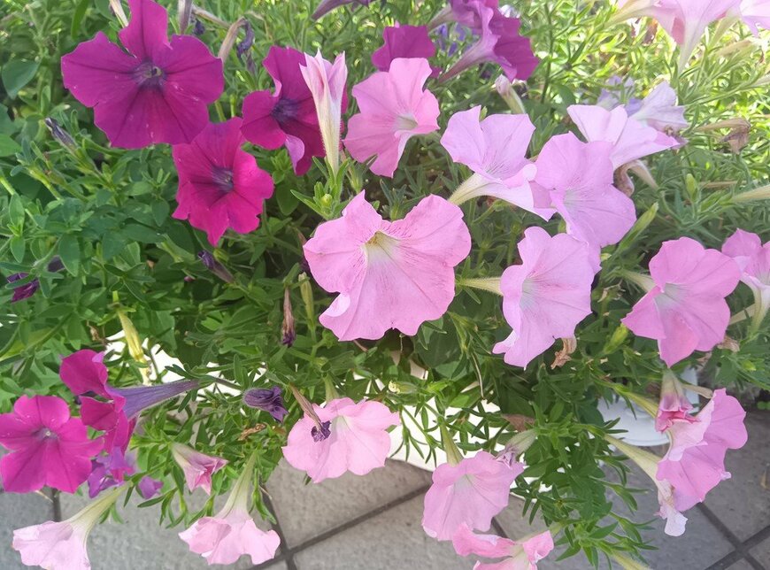 濃いピンクと淡いピンクの花を咲かせている、ペチュニア