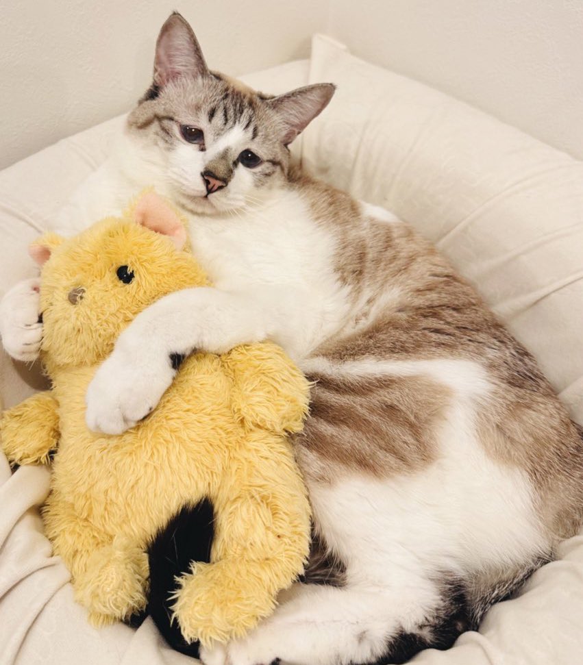 ぬいぐるみと猫