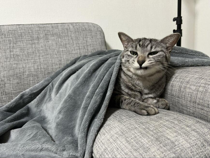 あくびを終えた猫