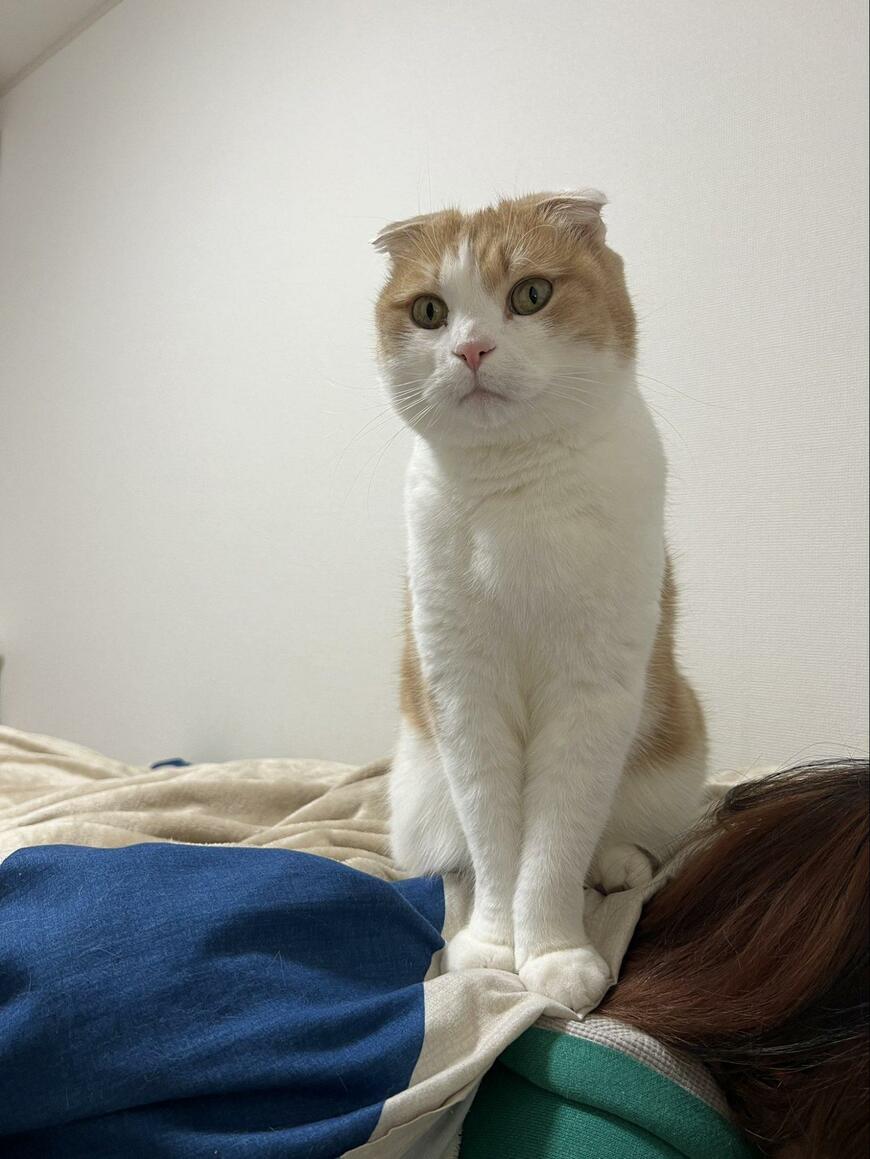 ふみふみする猫