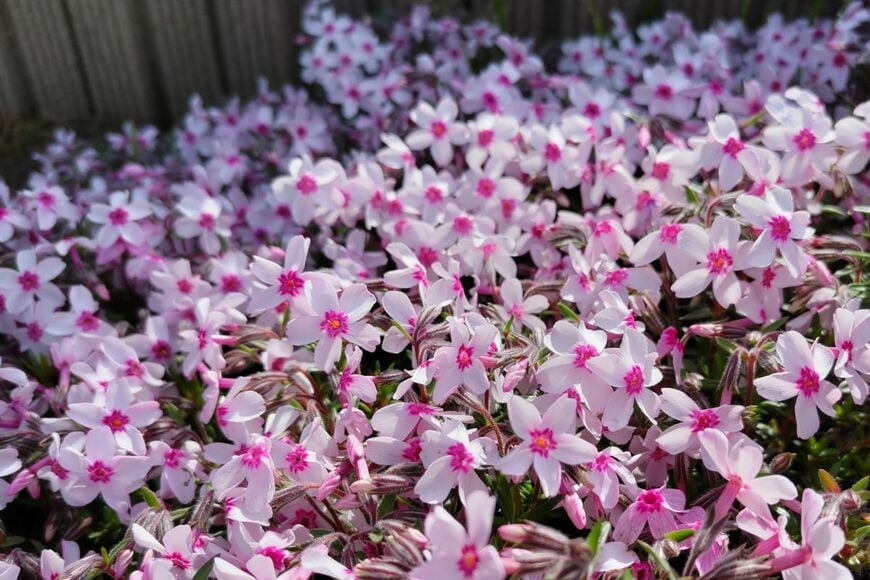 白い花びらで中心がピンク色の、シバザクラの花