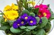 【早春の寄せ植え】たった3つの花でキマる!おすすめの「センスのいい組み合わせ例」で映え玄関に