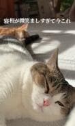 【どういうことなの】並んで眠る猫ちゃんの驚きの寝相？！可愛さに大爆笑