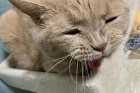 【ちゃんと座れてる？】猫が編み出したキャットタワーの座り方　不思議すぎる恰好に思わず二度見