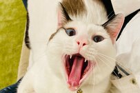 褒めてもらいたくて毎回アクビをするようになった猫がかわいいとTwitterで話題に！きれいな青い瞳にも注目！