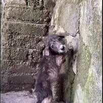 「病気だから」と豚小屋に隠されていた生後7週間の子犬、保護から始まった懸命の治療にSNSで反響
