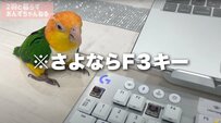 「Escキーを剥ぎ取るインコ」【Esc】に【F3】も犠牲に..鳥たちと一緒に動画編集した結果に飼い主涙目