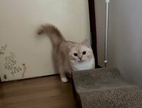 【ツンデレ猫】呼んでると見せかけて…まさかの反応！思わぬ行動に笑ってしまう