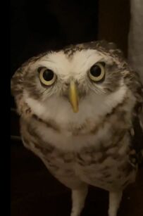 【言い訳するフクロウ】「悪くないもん」と言ってるみたい……？！豊かな表情が可愛い！