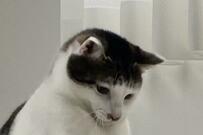 筋肉隆々な元保護猫さんが話題　たくましすぎるボディが笑っちゃう可愛さ