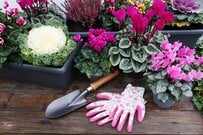 たった3苗で【センスのいい冬の寄せ植え】冬～春ずっと飾れる《寒さに強い植物》組み合わせ3例