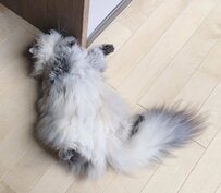 「お腹いっぱいニャ～」満腹になった猫ちゃんの”大満足ヘソ天”にSNSでは「レアショット」「こんな豪快に…」の声