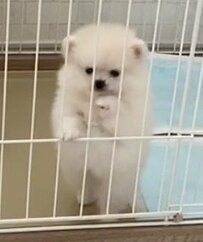 小さなポメラニアンの5年後　まさかの成長姿に思わず笑っちゃう！